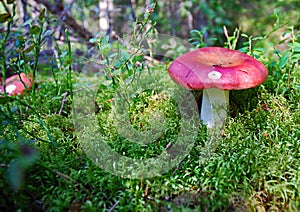 Russula mushroom in the forest