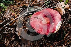 Russula mushroom found in a pine wood. Mushroom growing in the Autumn forest. Edible mushroom with copy space