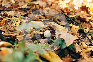 Russula mushroom in green grass and autumn leaves in sunny woods. Mushroom hunting in autumn forest. Russulaceae. Fungi