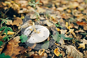Russula mushroom in green grass and autumn leaves in sunny woods. Mushroom hunting in autumn forest. Russulaceae. Fungi