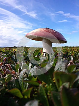 Russula mushroom in moss