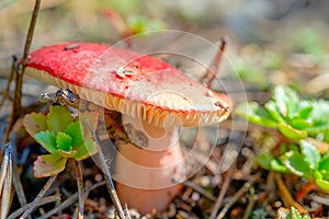 Russula mushroom with a red cap in the coniferous forest. photo