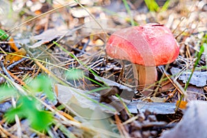 Russula mushroom with a red cap in the coniferous forest. photo