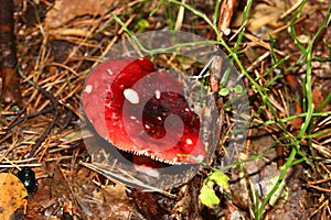 Poisonous fungus photo