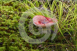 A russula mushroom with a red cap grows among the green grass