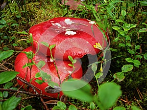 Russula mushrooms with red hats