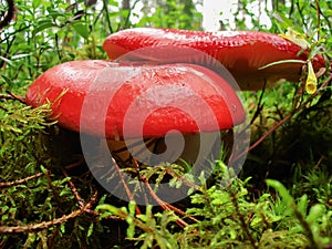 Russula mushrooms with red hats