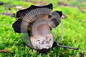 Russula nigricans mushroom