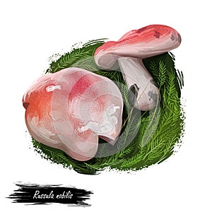 Russula nobilis or mairei, beechwood sickener mushroom closeup digital art illustration. Boletus has whitish rosy coloured cap.