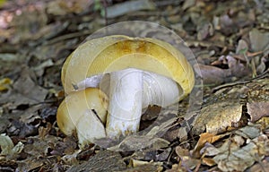 Russula ochroleuca is a member of the genus Russula. A group that have become known as brittlegills