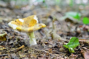 Russula ochroleuca