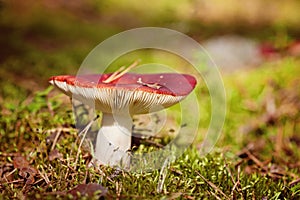 Russula paludosa