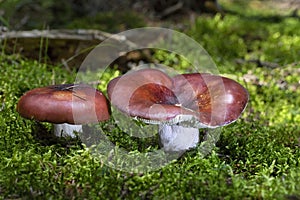 Russula rhodopus is a species of Fungi in the family Russulaceae
