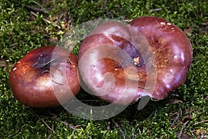 Russula rhodopus is a species of Fungi in the family Russulaceae