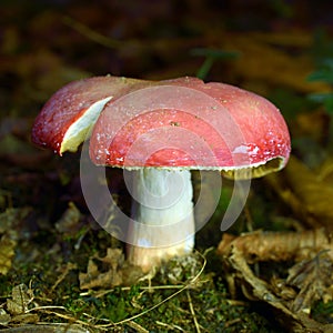 Russula rosea mushroom