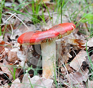 Russula rosea synonym Russula lepida known as the rosy russula mushroom