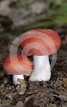 Russula rosea (synonym Russula lepida), known as the rosy russula, is a north temperate