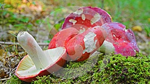 Russula sanguinaria mushroom