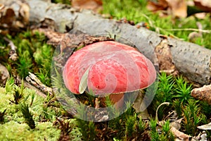 Russula sanguinaria photo