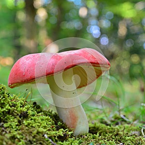 Russula sanguinaria mushroom photo