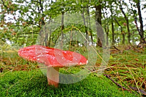 Russula sanguinaria mushroom photo