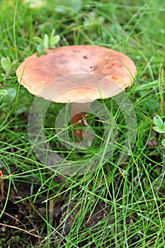 Russula sanguinea mushroom