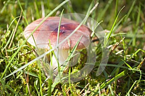Russula in sunlight in forest with moos and grass in background