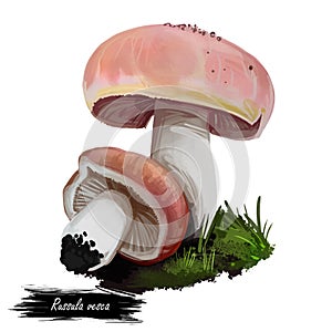 Russula vesca, bare toothed or flirt basidiomycete mushroom closeup digital art illustration. Boletus has light pink cap and white