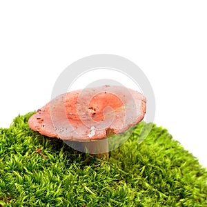 Russula vesca mushroom