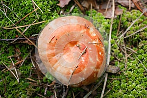 Russula vesca mushrooms in a layer of mass and lichen in the autumn forest