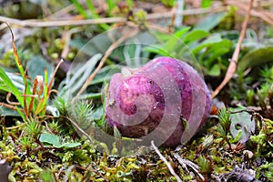 Russula vinosa mushroom