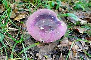 Russula violacea