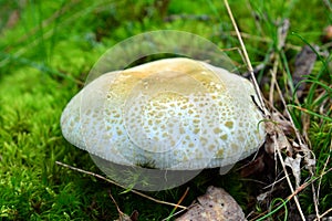 Russula virescens