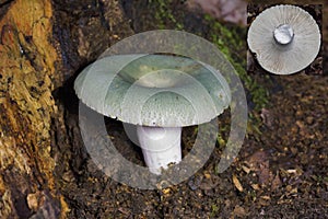 Russula virescens is a basidiomycete mushroom of the genus Russula photo