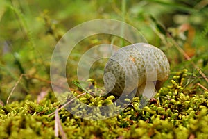 Russula virescens mushroom