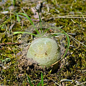 Russula virescens mushroom