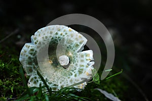 Russula virescens mushroom