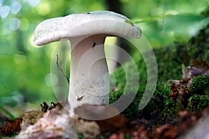 Russula virescens mushroom