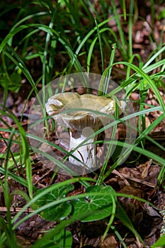 Russula virescens - mushroom commonly known as the green-cracking russula, the quilted green russula, or the green brittlegill