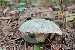 Russula virescens