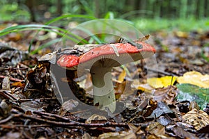 Russula xerampelina, also known as the crab brittlegill or the shrimp mushroom in forest