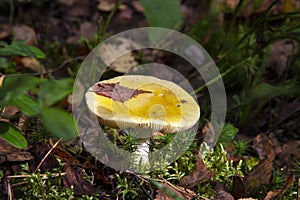 Russulaceae - mushroom in the autumn forest among green leaves. Edible