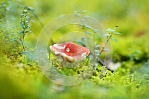 Russule edible mushroom growing in a woods