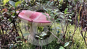 Russule. Edible red-brown mushroom in the forest among dry leaves