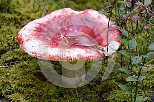 Russule mushroom