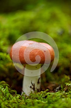 russule mushroom growing in autumn forest