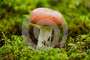 russule mushroom growing in autumn forest