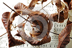 RUST COLORED DRY PECAN NUT LEAVES ON PRINTED SHEET MUSIC