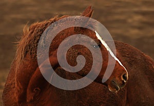 Rust colored horse portrait