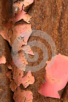 Rust detail